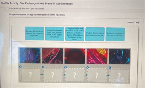 Bioflix activity gas exchange key events in gas exchange - 5/12/2020 Week 9 respiration, digestion, metabolism 4/18 In this activity, you will place the key events of gas exchange in the correct sequence.To review the events of gas exchange, watch this BioFlix animation: Gas Exchange. Part A - Key events in gas exchange Drag each label to the appropriate location on the flowchart.